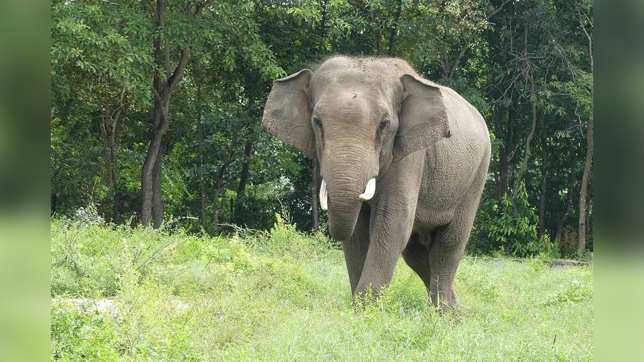 Beloved Elephant Sakor Dies at Phnom Tamao Rescue Center